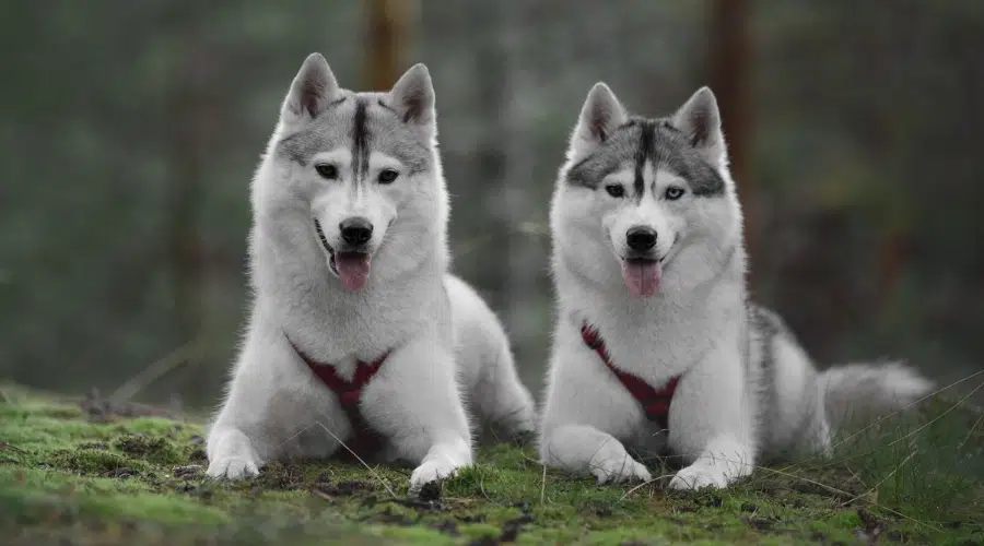 Salón de perros blancos y grises afuera