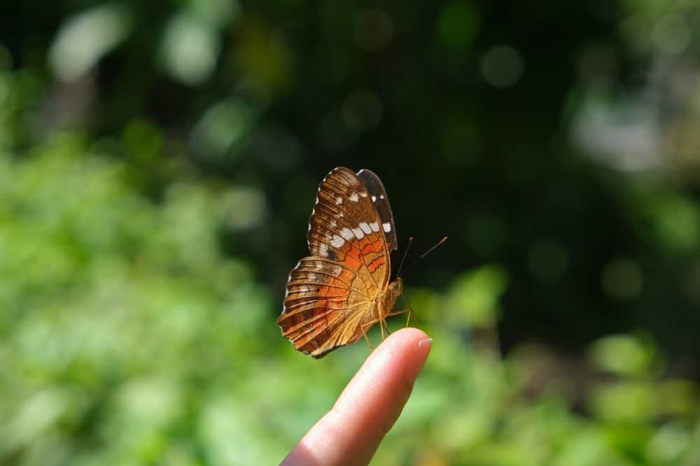 ¿Qué Significa Cuando Una Mariposa Se Posa Sobre Ti? (16 Significados Espirituales) ¿qué Significa Cuando Una Mariposa Se Posa Sobre Ti? (16