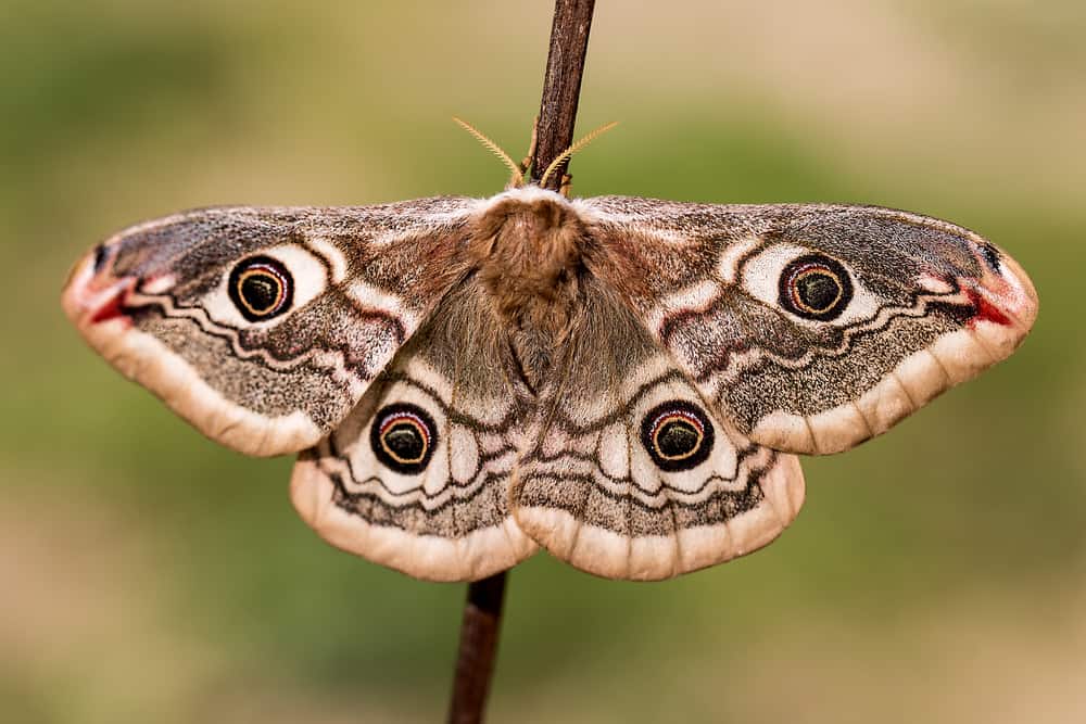 ¿Qué Significa Cuando Una Polilla Se Posa Sobre Ti? (9 Significados Espirituales) ¿qué Significa Cuando Una Polilla Se Posa Sobre Ti? (9