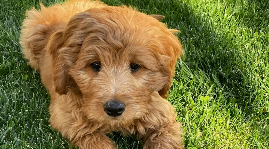 ¿Se Mudan Los Goldendoodles? Sí, ¡pero Cuánto Podría Sorprenderte! ¿se Mudan Los Goldendoodles? Sí, ¡pero Cuánto Podría Sorprenderte!