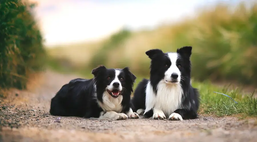 Tipo de pelaje del Border Collie
