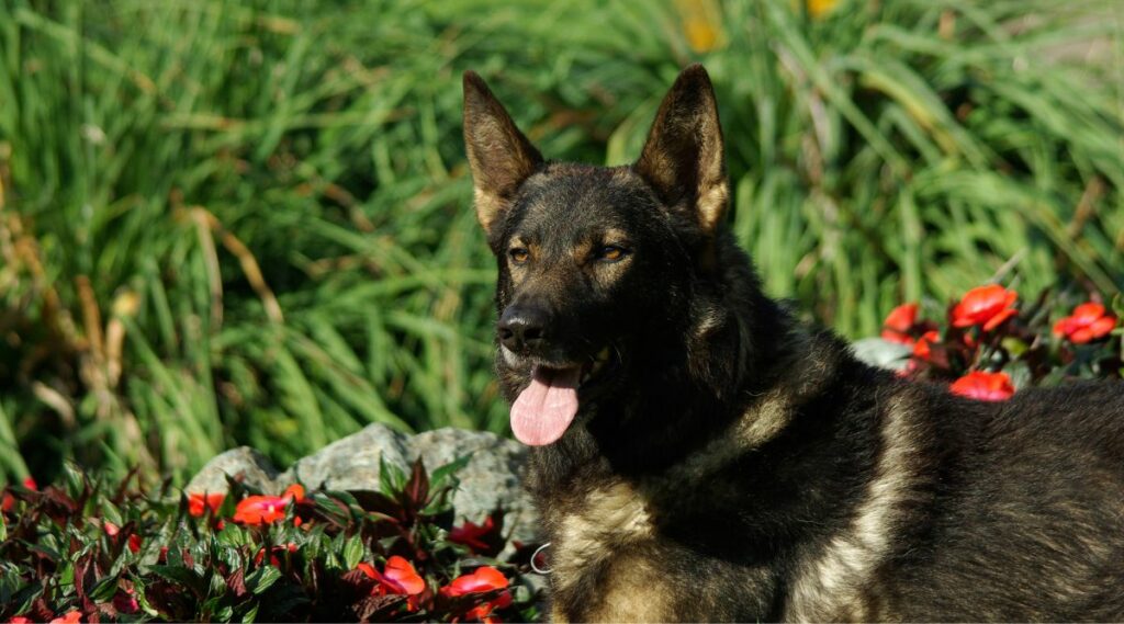 Perro lobo italiano en hierba al aire libre con flores