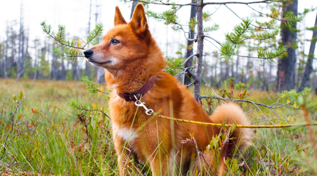 Spitz finlandés sentado afuera en el campo