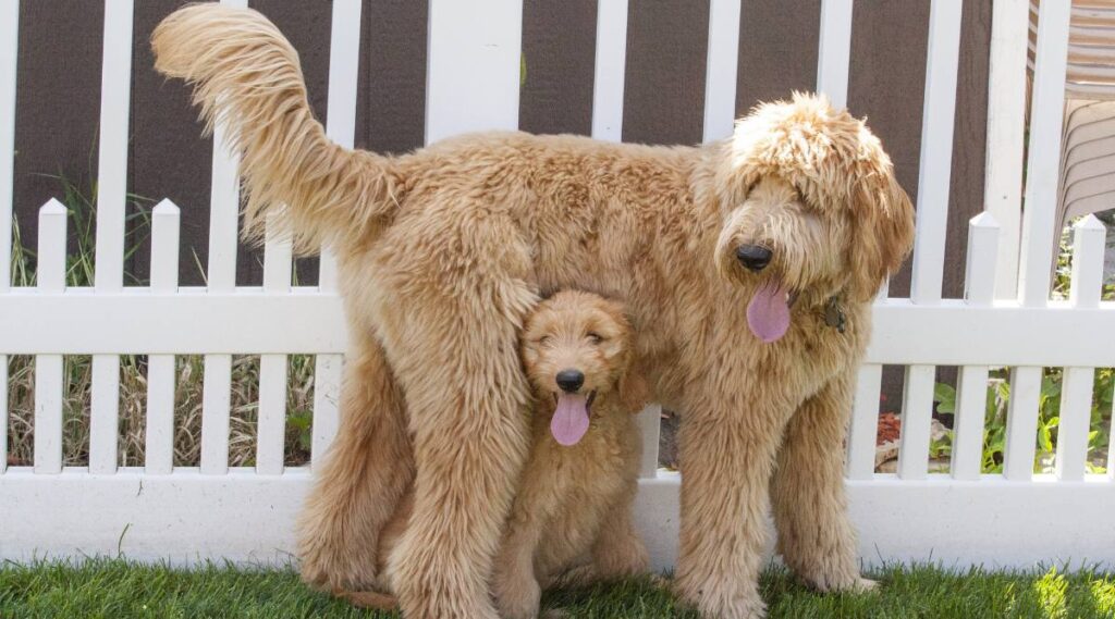 Goldendoodle estándar de pie sobre un cachorro Goldendoodle de pie frente a una valla blanca.