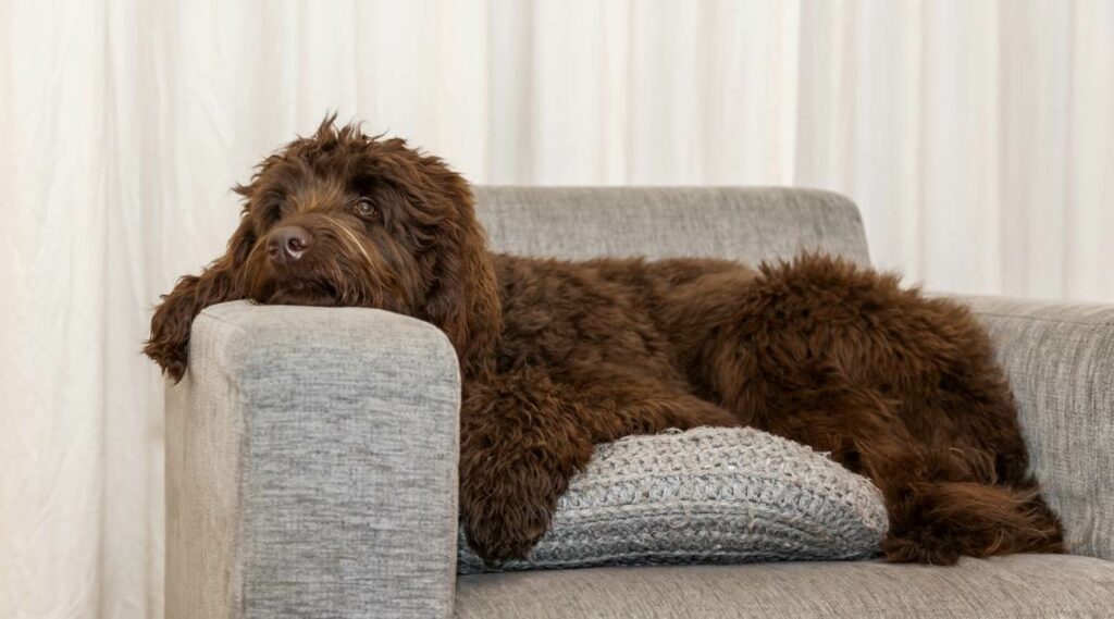 Un Goldendoodle de chocolate relajándose en una silla.