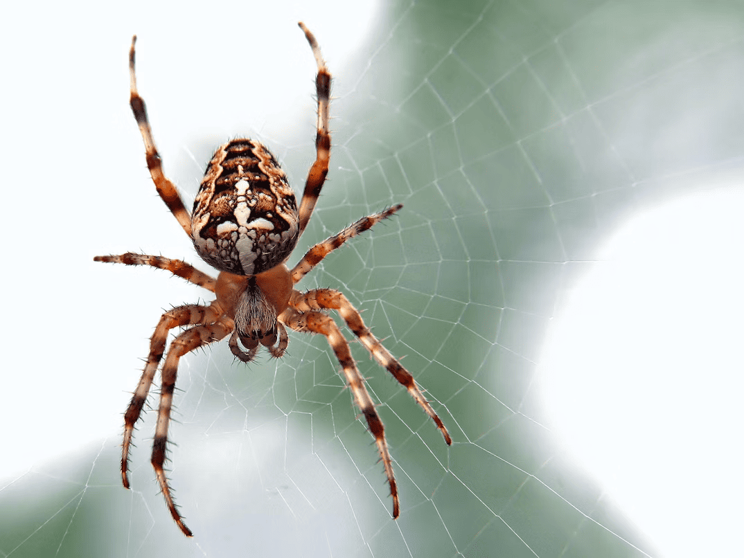 13 Documentales Cautivadores Sobre Arañas Que Vale La Pena Ver