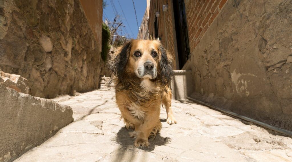 Perro callejero mestizo paseando por las calles de un pueblo mexicano