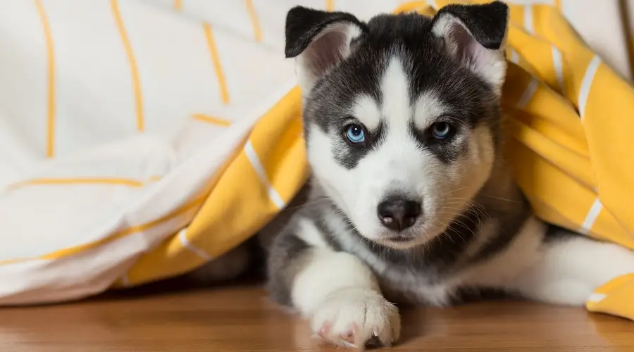 Cachorro de Husky Siberiano bajo una manta amarilla