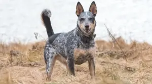 14 Razas De Perros Australianos Que Provienen De La Tierra