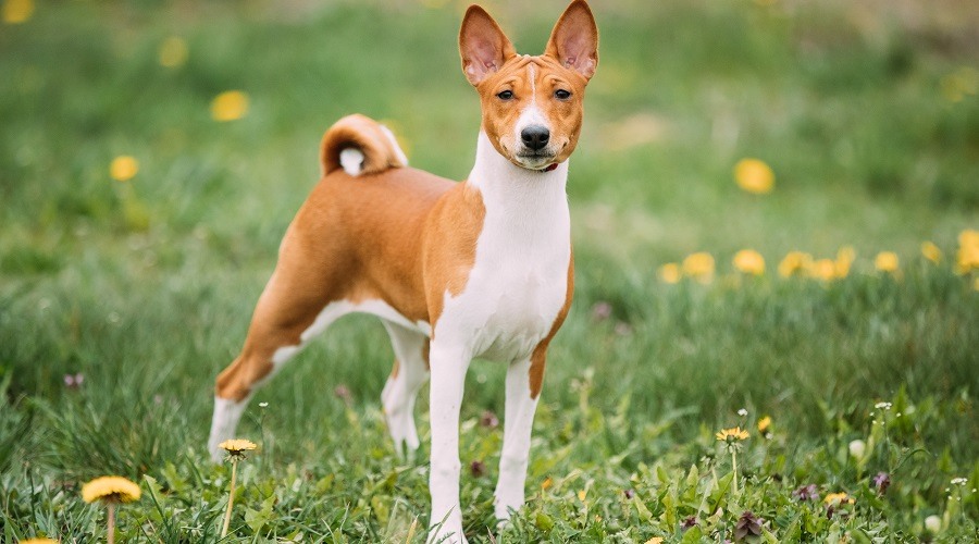 Basenji