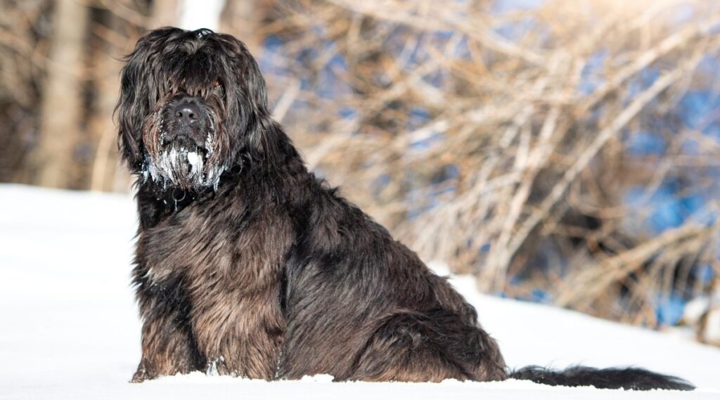 Ovejero bergamasco en la nieve