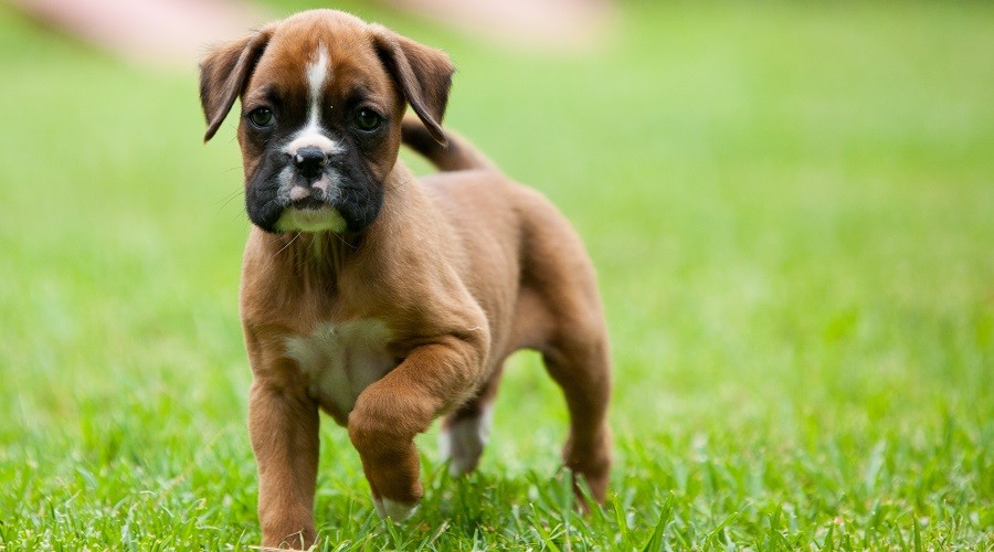 Cachorro Boxer en la hierba