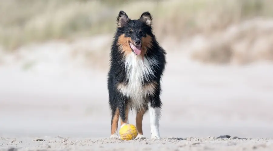 Perro pastor de Shetland mojado jugando