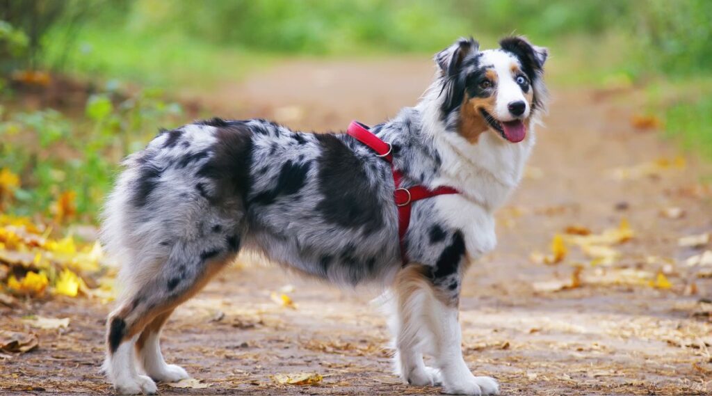 Perro pastor australiano merle azul con un arnés rojo en el bosque