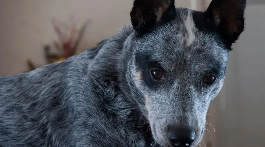 17 Razas De Perros Azules Que Te Robarán El Corazón