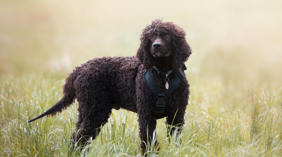 Spaniel de agua irlandés