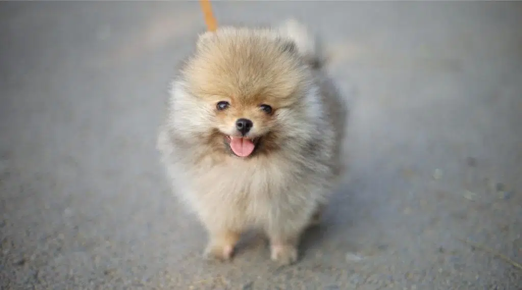 White Teacup Pomeranian con una correa sonriendo para la cámara en una acera.