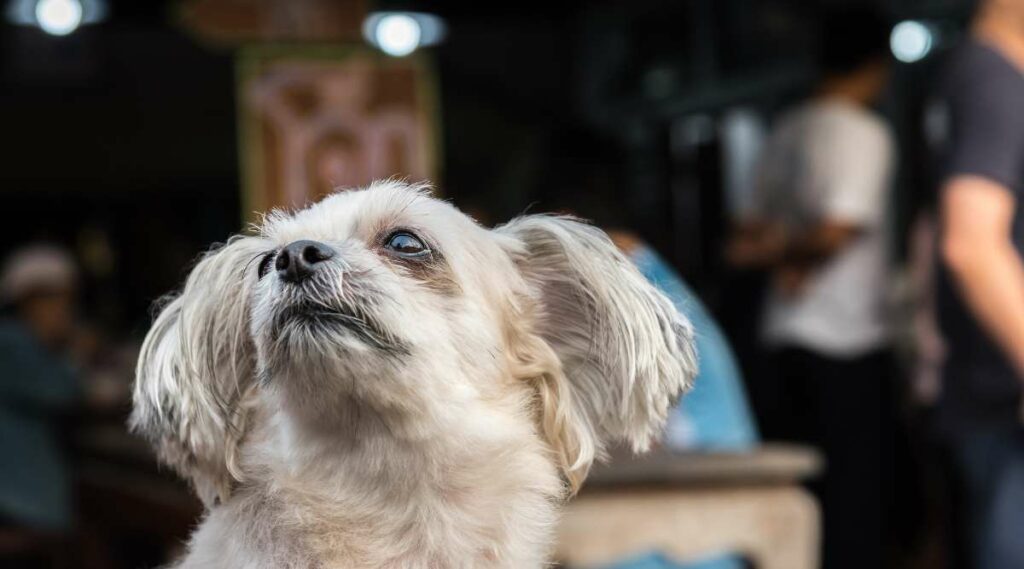 Mezcla de Shih Tzu Pomeranian de color crema mirando hacia el cielo.