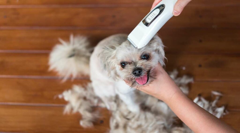 Una mezcla de Shih Tzu Pomerania con la cabeza recortada con maquinillas y mucho pelo en el suelo.