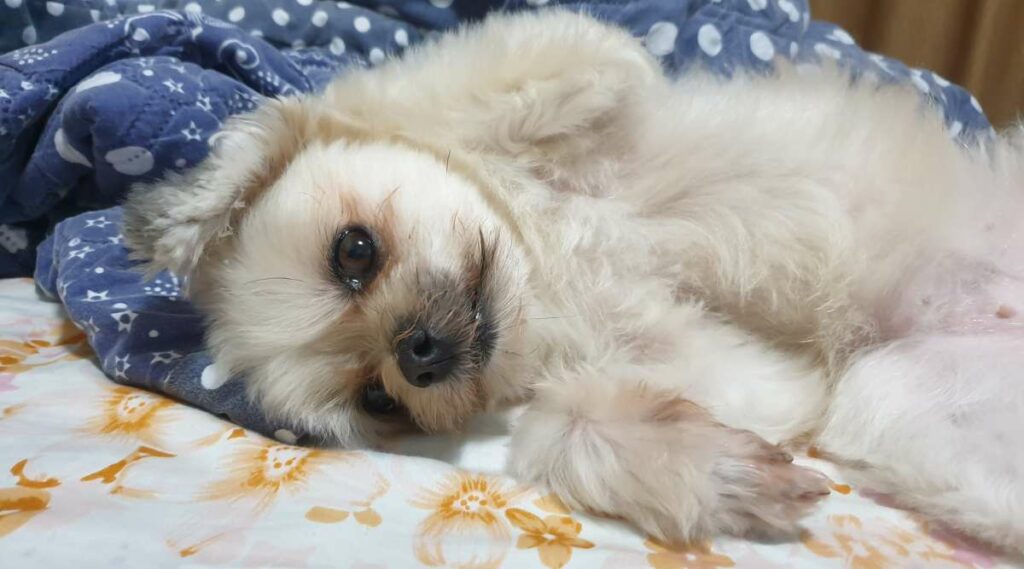 Mezcla de Shih Tzu Pomerania acostada en una cama boca arriba con una manta azul.