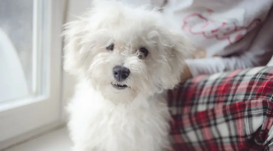 Perro Bichón Frisé Con Humano