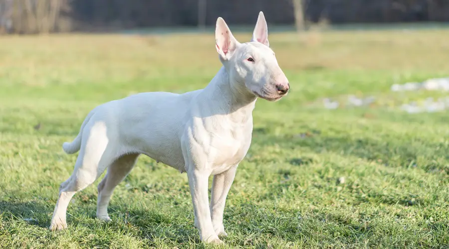 Peligroso bull terrier inglés