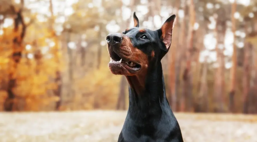 Doberman Pinscher negro y fuego