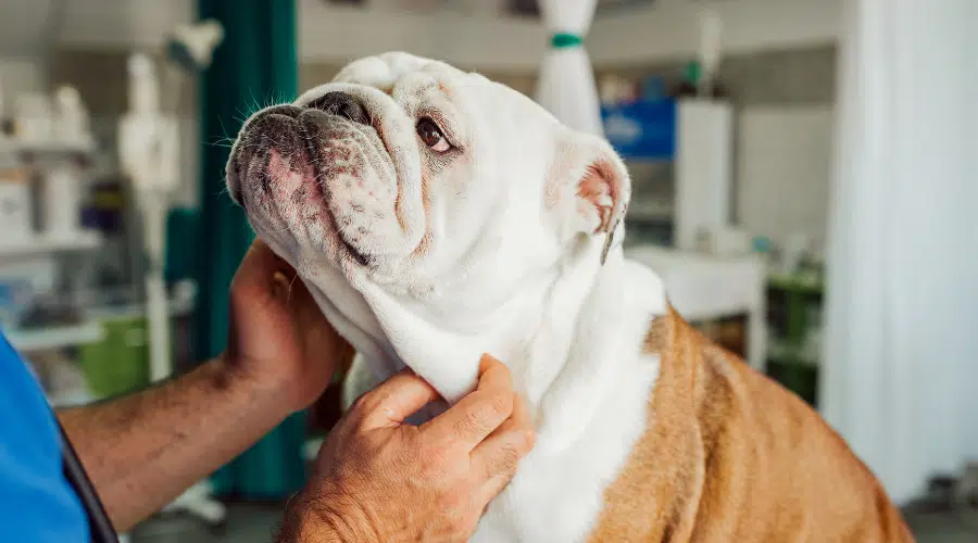 Vet examinando Bulldog Inglés, close-up