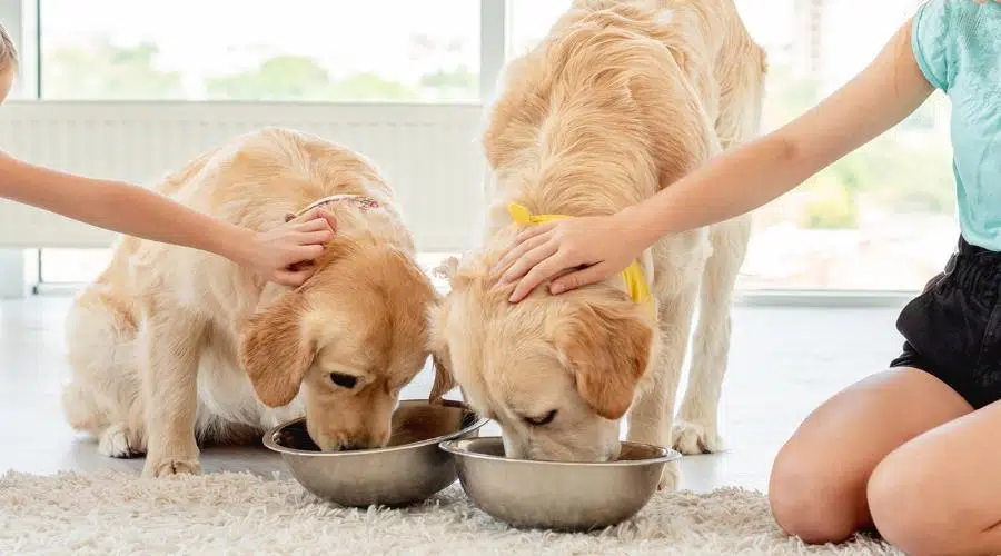 Golden retrievers comiendo croquetas de tazones mientras las niñas los acarician