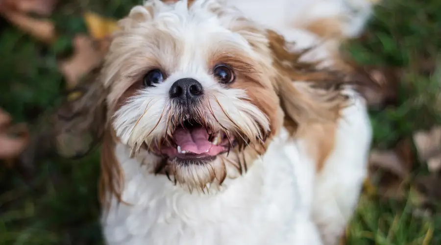 shih tzu sonriendo