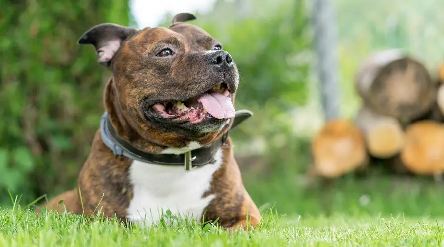 Staffordshire Bull Terrier sentado en la hierba