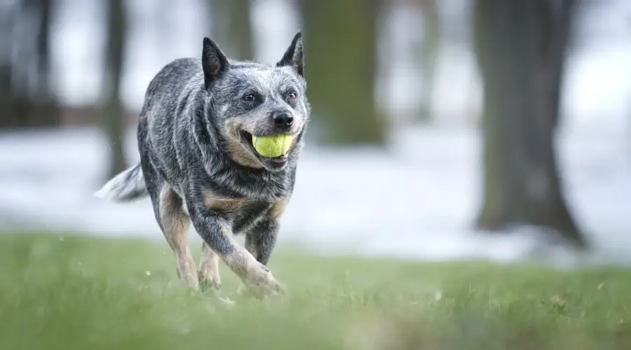 Perro ganadero australiano haciendo ejercicio