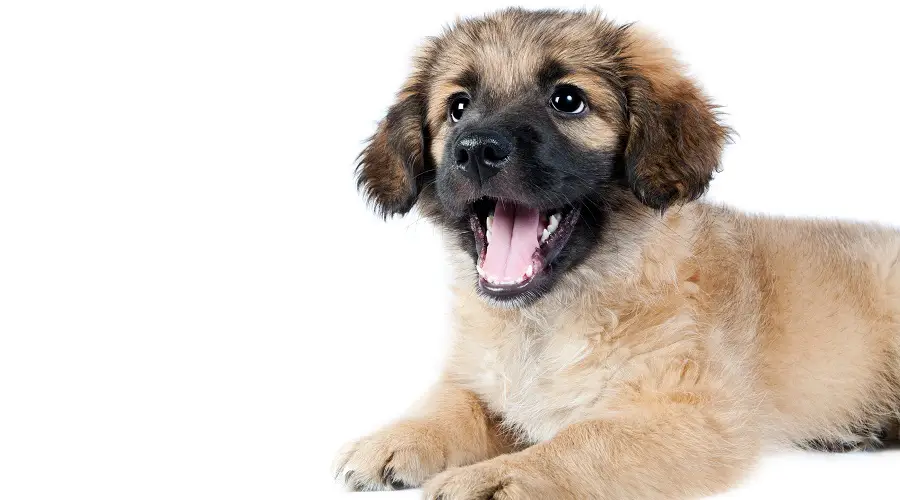 Cachorro de pastor alemán golden retriever