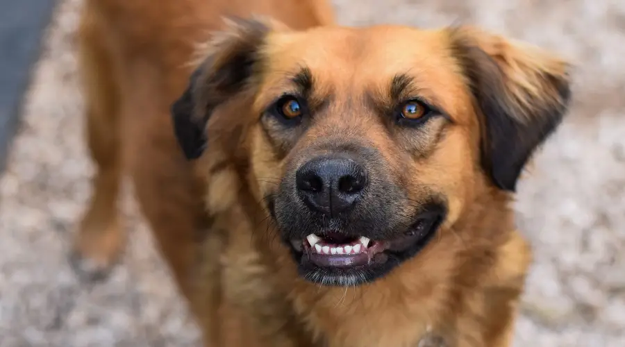Mezcla de GSD Golden Retriever de pelo más largo