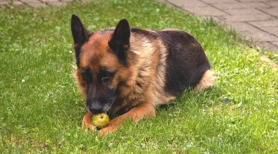 Pastor Alemán comiendo un trozo de fruta