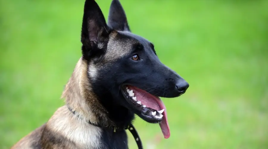 Malinois belga adulto esperando comida