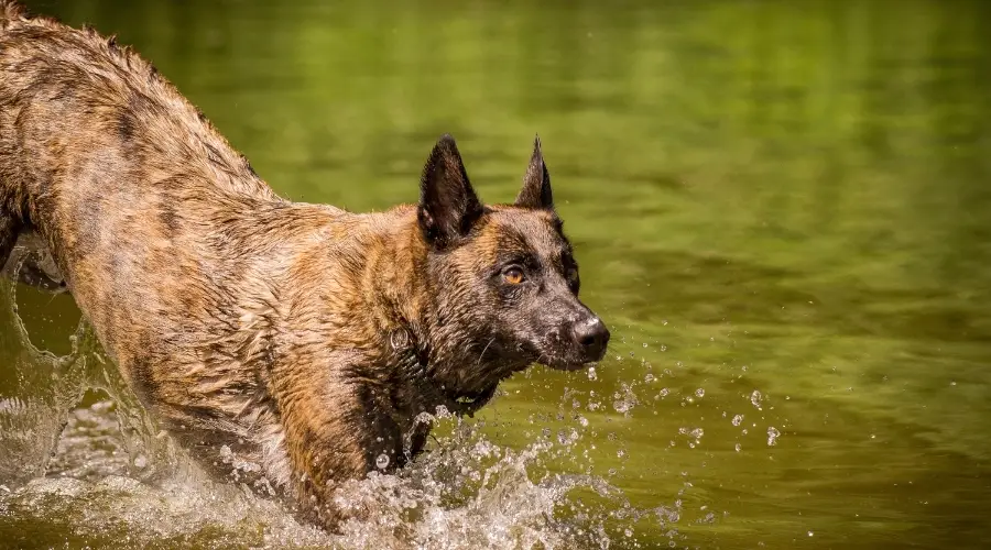 Mezcla de pastor holandés malinois