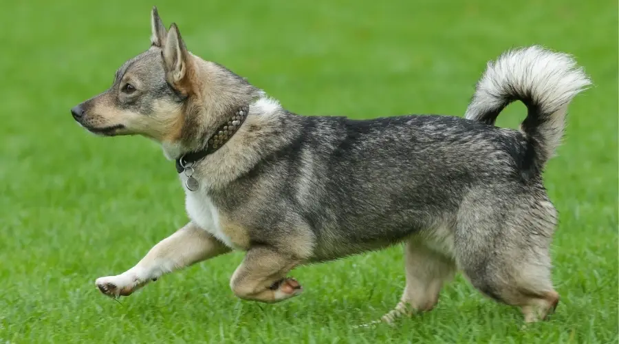 Raza de perro Vallhund sueco corriendo en la hierba