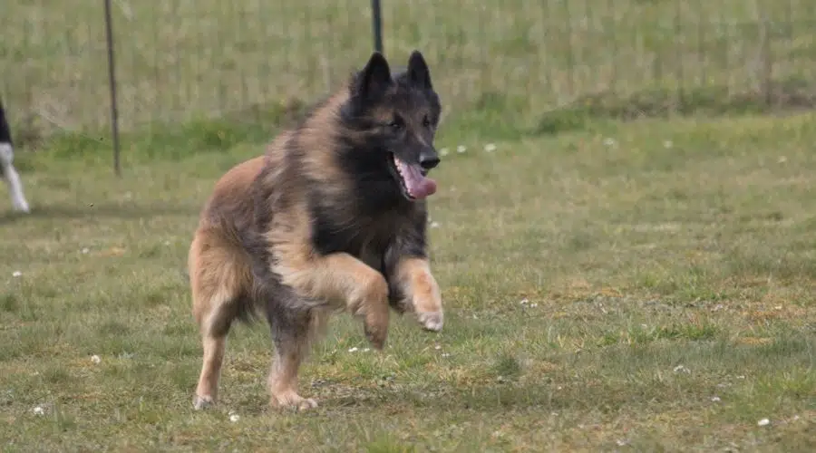 Tervuren belga corriendo