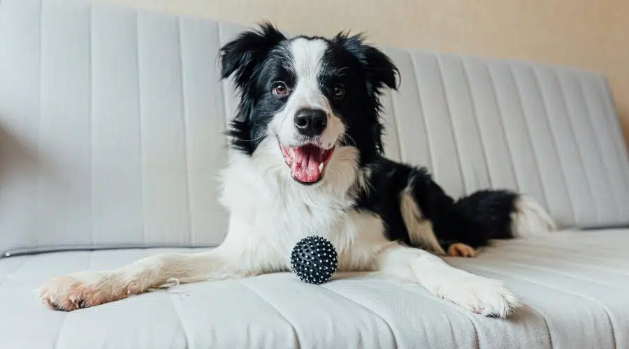 Border collie jugando con una pelota de juguete en el sofá interior