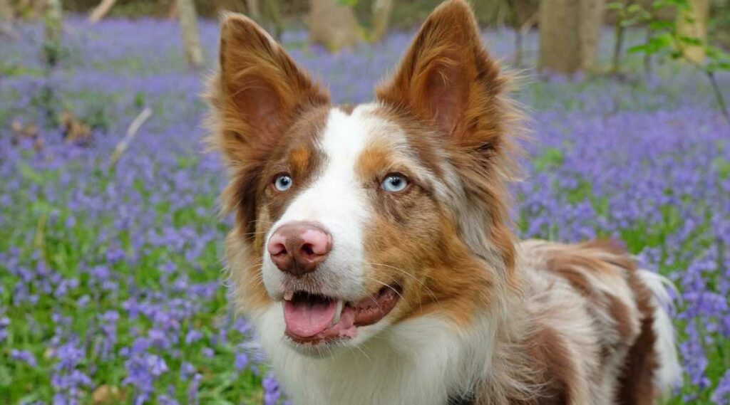 Cara de Border Collie roja y blanca con campo de lavanda detrás de ellos