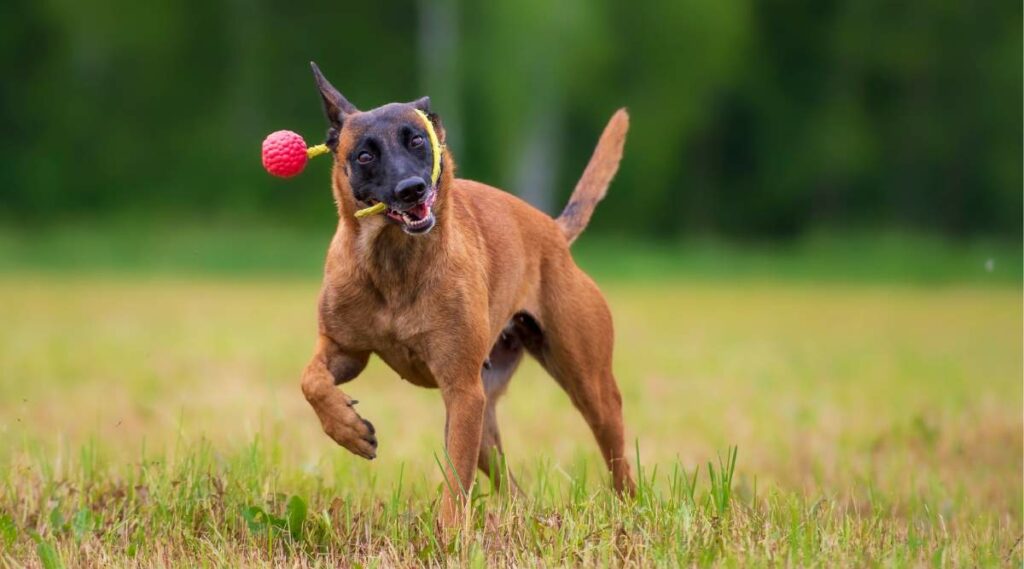 Malinois belga rojo corriendo con juguete en la boca afuera en la hierba