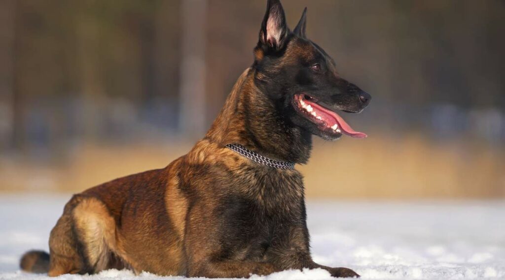 Malinois belga de sable rojo tendido en la nieve