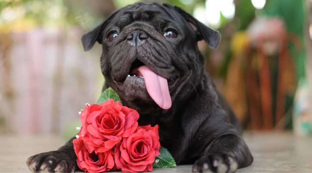 Pug negro con rosa roja acostada y lengua fuera