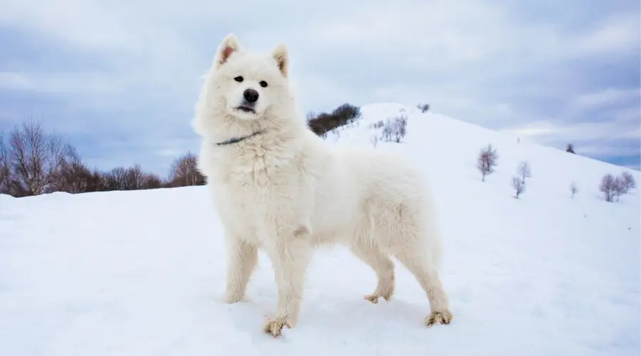 Perro blanco en la nieve