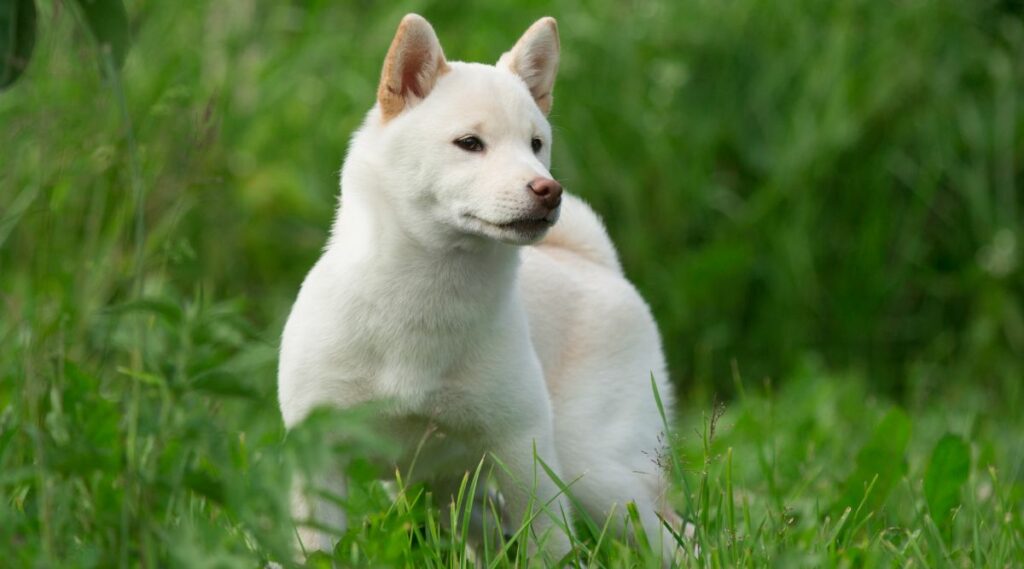 Shiba Inu blanco de pie en un campo de hierba