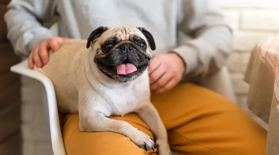 Pug sentado en el regazo de los propietarios