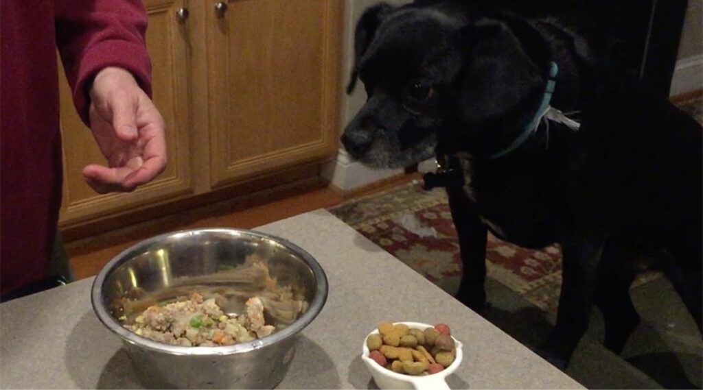 Tiny, el perro, prueba comida para perros nom nom mezclada con croquetas
