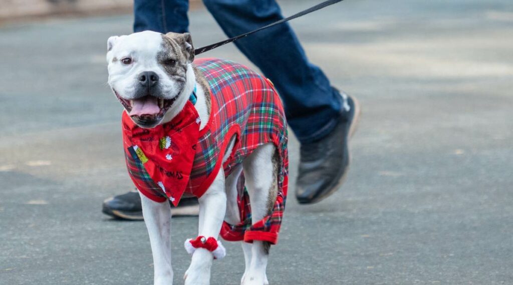 American Bulldog Pitbull Mix Breed vistiendo chaqueta en un paseo
