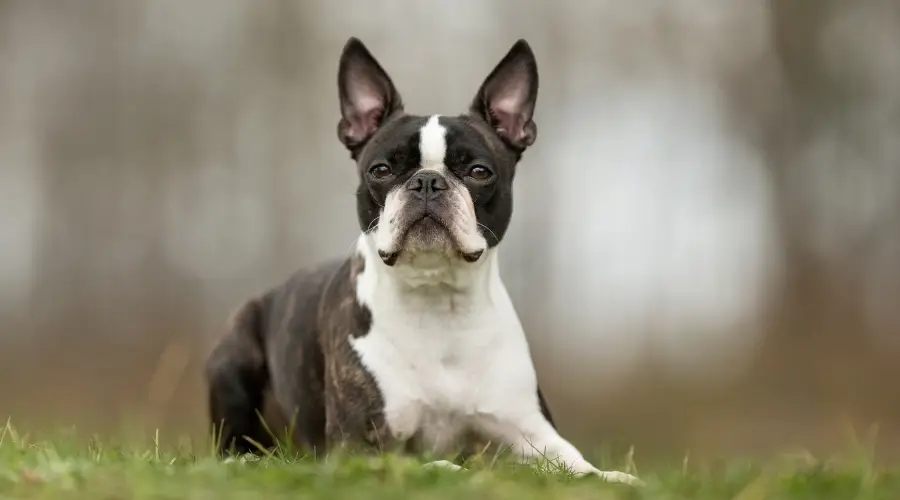 Perro blanco y negro tendido en el suelo